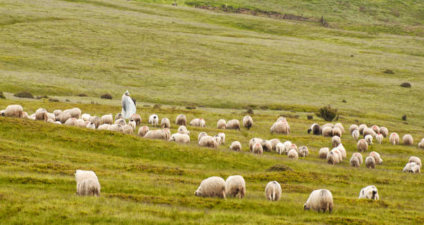 istock Lonely shepherd with sheep in high mountains. 1143245980