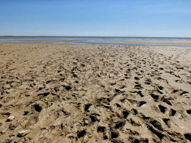 istock Sea low tide zone with deep footpints 1143246349