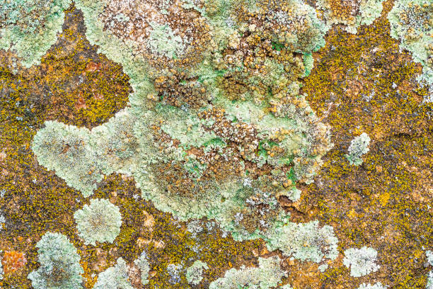 istock Stone surface covered with old moss and lichen, beautiful grunge background 1143247972