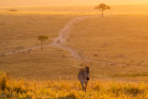 istock Zebras walking peacefully at golden magical light during sunrise in Mara triangle 1143248013
