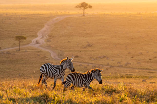 zebre che camminano pacificamente alla luce magica dorata durante l'alba nel triangolo di mara - masai mara foto e immagini stock