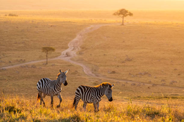 istock Zebras walking peacefully at golden magical light during sunrise in Mara triangle 1143248065
