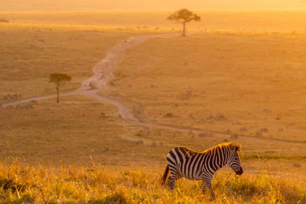 istock Zebras walking peacefully at golden magical light during sunrise in Mara triangle 1143248080