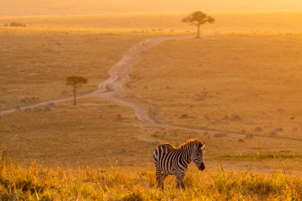 istock Zebras walking peacefully at golden magical light during sunrise in Mara triangle 1143248086