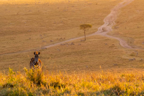 istock Zebras walking peacefully at golden magical light during sunrise in Mara triangle 1143248099