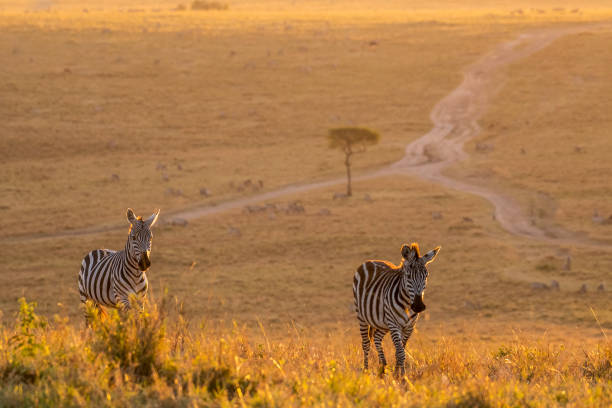 istock Zebras walking peacefully at golden magical light during sunrise in Mara triangle 1143248153