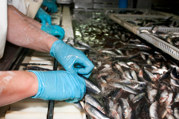 istock Row of female workers' hands preparing fish to can. Choosing raw fish. 1143248227