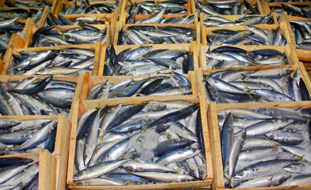Wooden boxes full of fish, sardines , full frame. Galicia, Spain. Fishing industry.