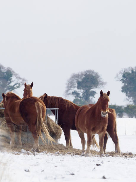 istock Horses In The Snow 1143248409