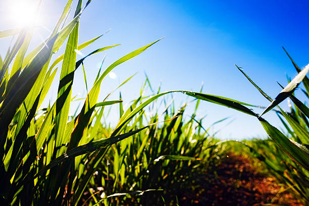istock Backlit grass, sun, dew, sky and path with lens flare 114324929