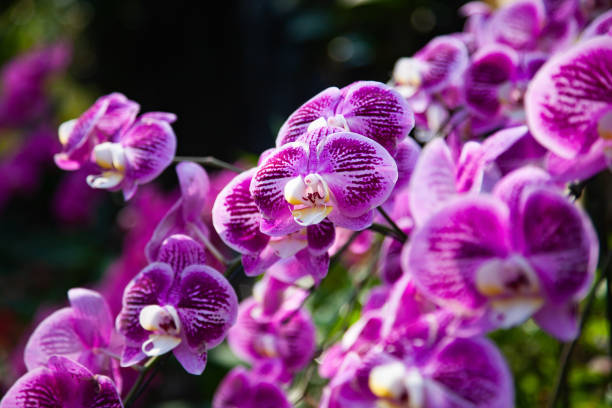 istock beautiful orchids in a tropical garden 1143249587