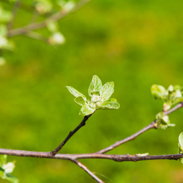 First leaves on a branch of an apple tree close up