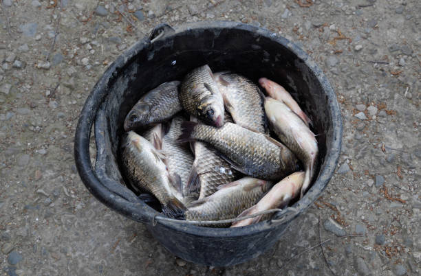 istock River fish in a plastic bucket. Fish catch. Carp and carp. Weed 1143252197