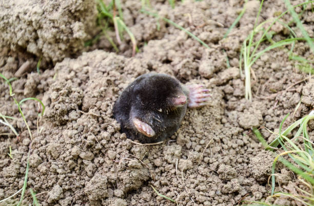istock mole climbs out of the hole. Black mole. A mound of earth from a mole. An underground animal is a mole. 1143252200