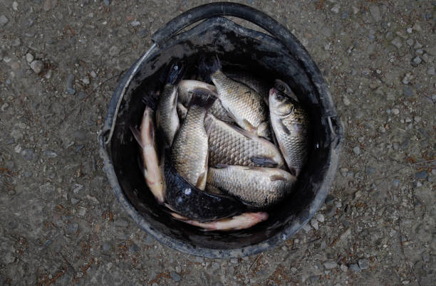 istock River fish in a plastic bucket. Fish catch. Carp and carp. Weed 1143252205