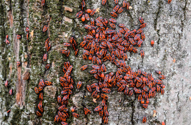 istock Red bugs bask in the sun on tree bark. Autumn warm-soldiers for beetles 1143252280