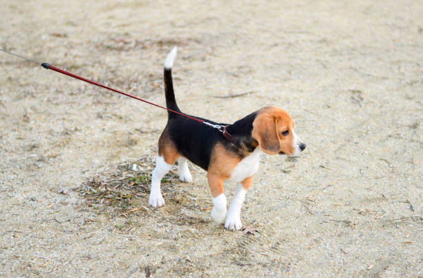 istock Puppy dog on a leash. Dog walking on a leash. 1143252360