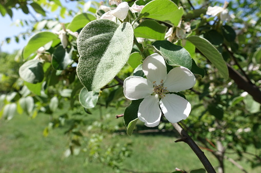 Hairy leaf and white flower of quince