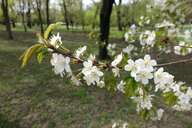 istock Thin branch of blossoming cherry tree in spring 1143252644