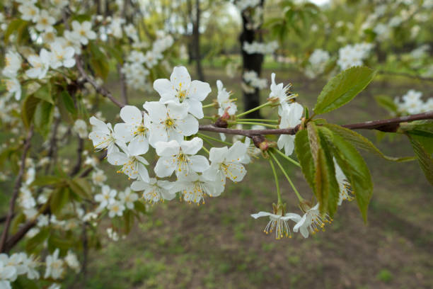 istock Stalks with white flowers on branch of cherry in spring 1143252649