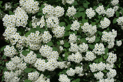 Background - white flowers of Spiraea vanhouttei in May
