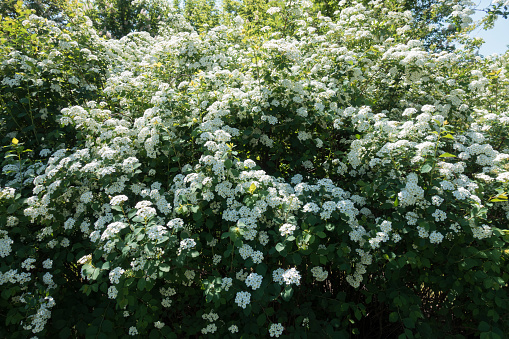 Shrub of Spiraea vanhouttei in full bloom in May