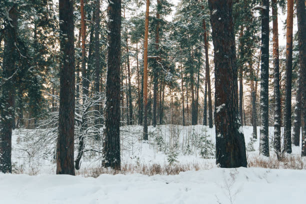 istock fabulous winter frosty white forest with dark tree trunks 1 1143253373
