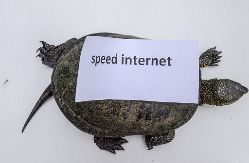 Internet speed. A bad internet symbol. Low download speed. Slow internet. Ordinary river tortoise of temperate latitudes. The tortoise is an ancient reptile
