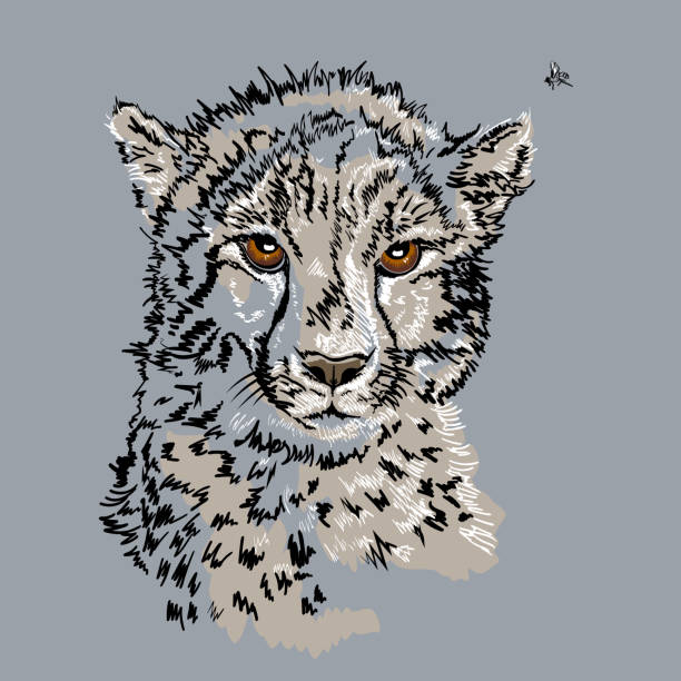 870+ Cheetah Face Drawing Stock Illustrations, Royalty-Free Vector