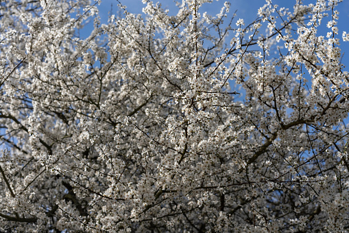flowers on apple tree and blue sky