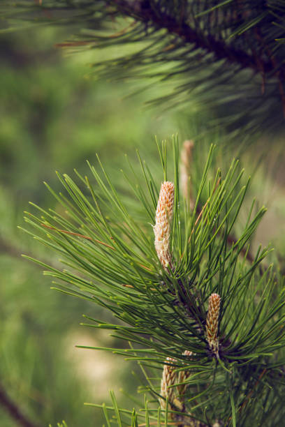 istock Close-up of Pine Needles 1143255944