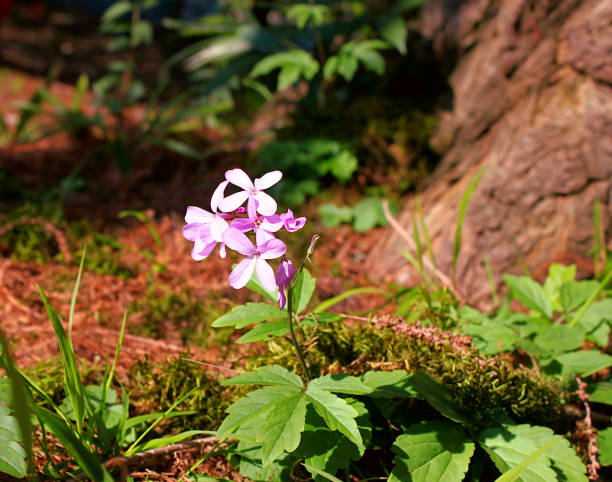 Small purple flowers (Dentaria quinquefolia) Small purple flowers (Dentaria quinquefolia) dentaria stock pictures, royalty-free photos & images