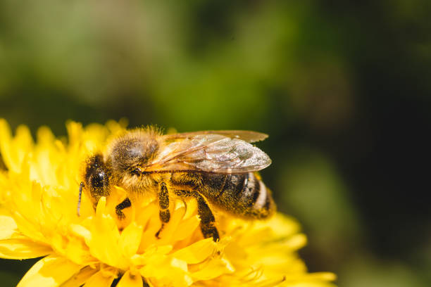 istock Honey bee covered with yellow pollen collecting nectar from dandelion flower. 1143257135