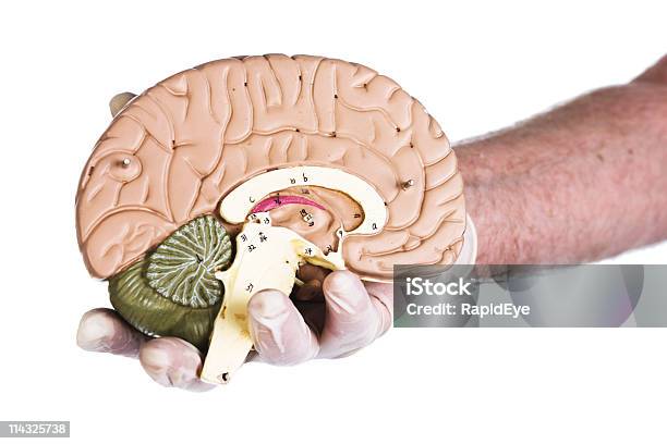 Prawa Półkula Mózgu Model Przechowywane W Rękawice - zdjęcia stockowe i więcej obrazów Badania