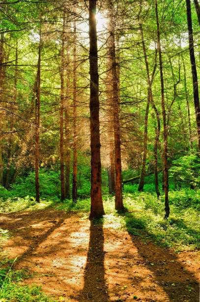 istock Forest in sunrise. Beams of light creating pleasant shadows 1143257457