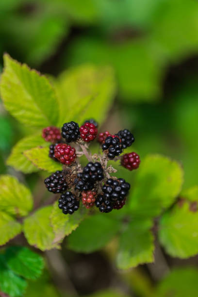 thornless blackberry fruits (Rubus ulmifolius) with green leaves background