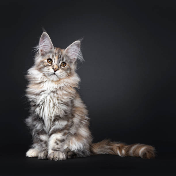 istock Amazing silver tortie Maine Coon cat on black background 1143258488