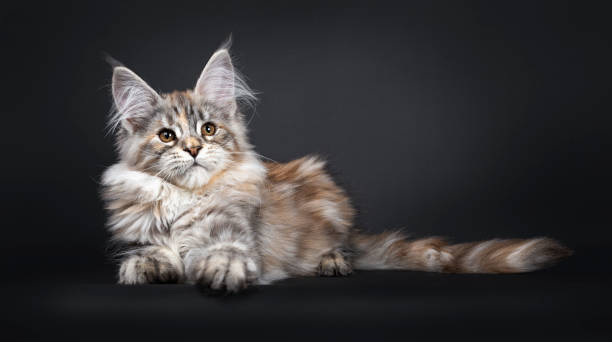 istock Amazing silver tortie Maine Coon cat on black background 1143258501