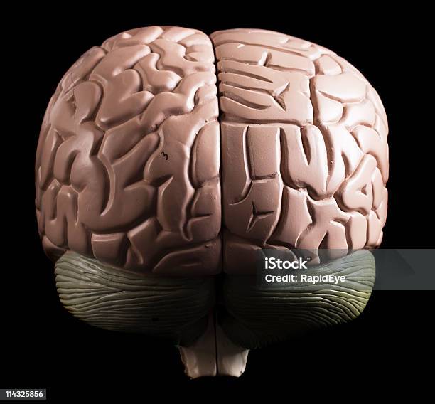 医療モデル人間の脳のマクロ裏からの眺め - カットアウトのストックフォトや画像を多数ご用意 - カットアウト, カラー画像, クローズアップ