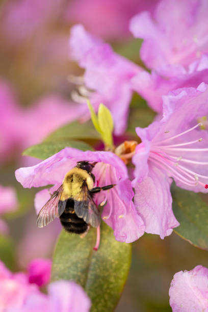 istock Fuzzy Bumble Bee in Rhododendron Blossom 1143258606
