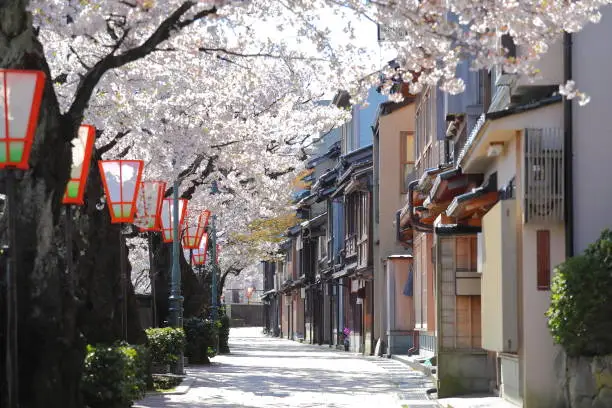 Cherry blossom Higashiyama teahouse old house street Kanazawa Japan