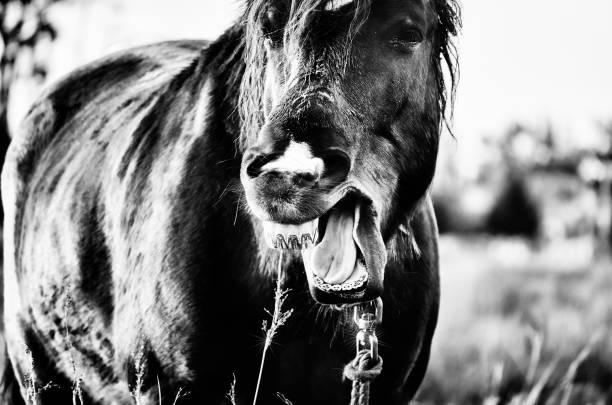 istock Horse Angry for Hunger 1143258887