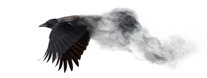 Cuervo oscuro volando de humo aislado en blanco photo