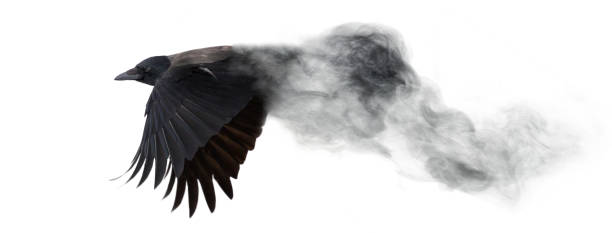 dark crow flying from smoke isolated on white grey crow flying from smoke isolated on white background raven bird stock pictures, royalty-free photos & images