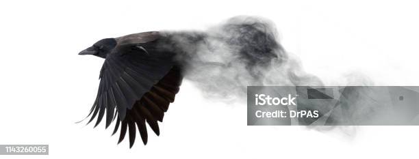 Dark Crow Flying From Smoke Isolated On White Stock Photo - Download Image Now - Raven - Bird, Crow - Bird, Bird