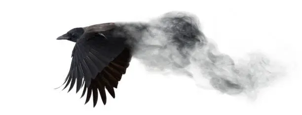 grey crow flying from smoke isolated on white background