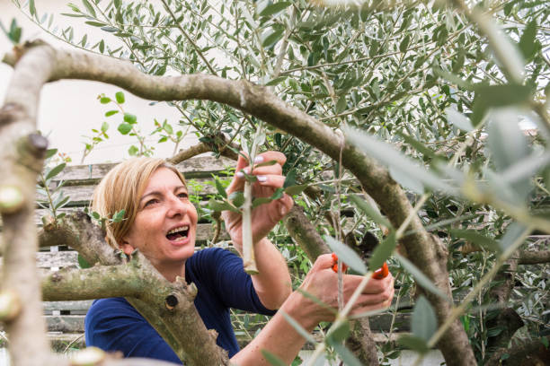 istock Cheerful Woman Pruning Olive Tree Branches with Red-Handled Secateurs 1143260173