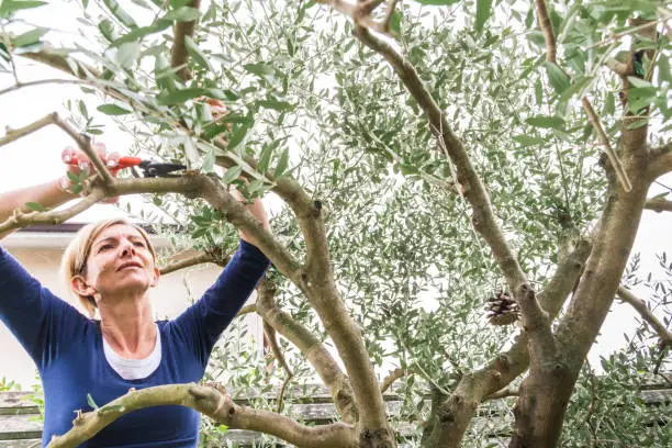 Cheerful Woman Pruning Olive Tree Branches with Red-Handled Secateurs