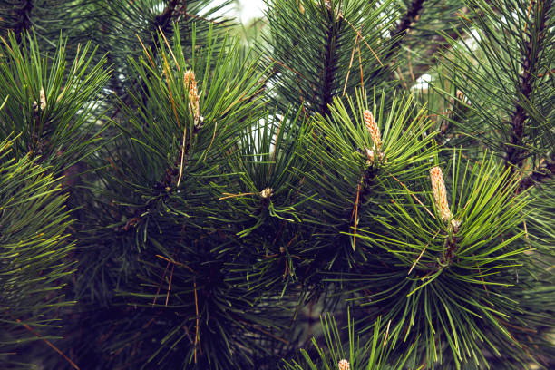 close -up of パインニードルズ - growth new evergreen tree pine tree ストックフォトと画像