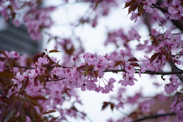 istock Group of purple flowers 1143260861